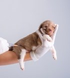 החיסון הנכון בתזמון הנכון - זה יכול להציל את החיים של הגור שלכם-תמונה