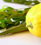 סוכות וארבעת המינים: איך הם משפיעים על הבריאות?-תמונה