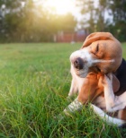 אנטרוביאזיס - תמונת אווירה