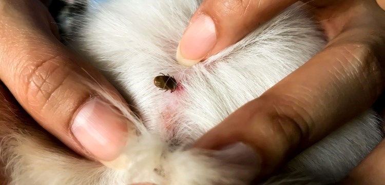 קרציה על עור של כלב. צילום: שאטרסטוק