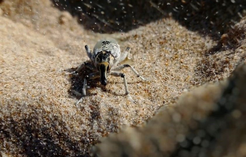 חרק בחופי תל אביב