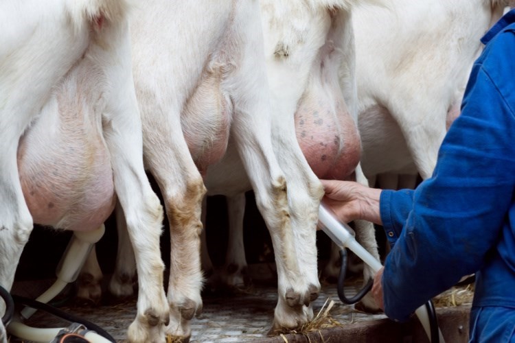 חלב עזים. צילום: שאטרסטוק
