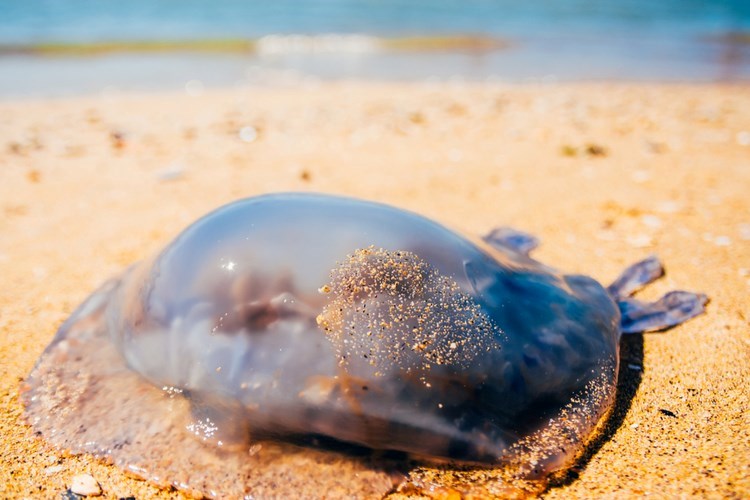מדוזות בישראל
