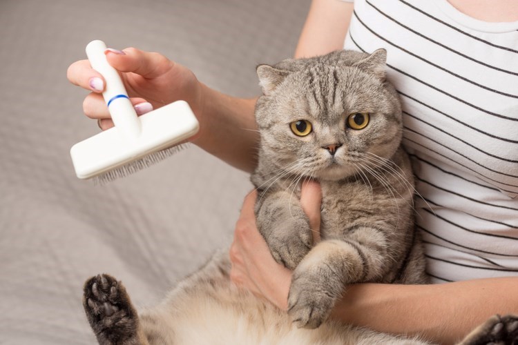 הברשת פרווה