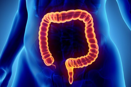 החלחולת נמצאת בקצה המעי הגס. צילום: שאטרסטוק