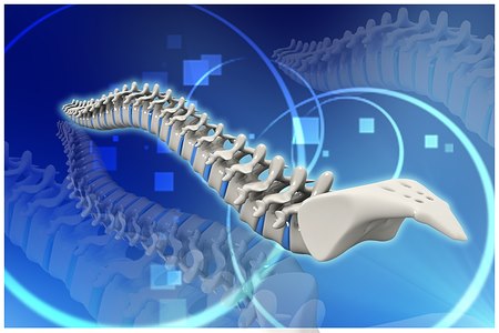 עמוד השדרה חשוף לתהליכי ניוון מתמשכים (אילוסטרציה shutterstock)