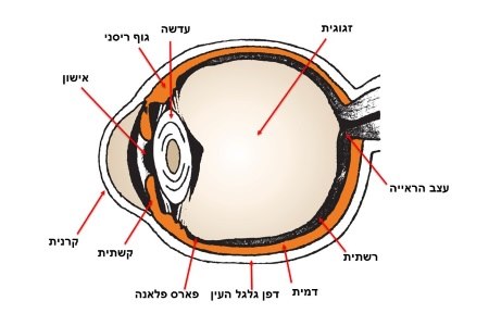 המבנה האנטומי של העין
