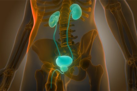 הכליות ודרכי השתן. הערמונית ממוקמת במוצא שלפוחית השתן. צילום: שאטרסטוק