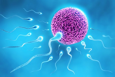 ביצית אישה וזרעונים בדרך להפריה (אילוסטרציה shutterstock)