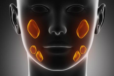 מערכת הרוק מורכבת מ-4 בלוטות גדולות ומאות בלוטות קטנות. צילום: שאטרסטוק