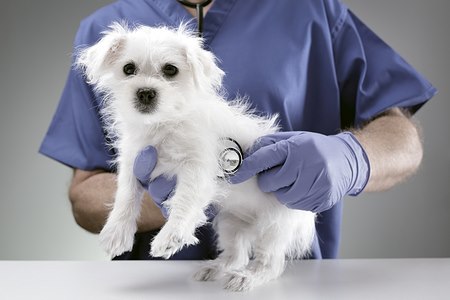 שגרת טיפול בכלב. צילום: shutterstock
